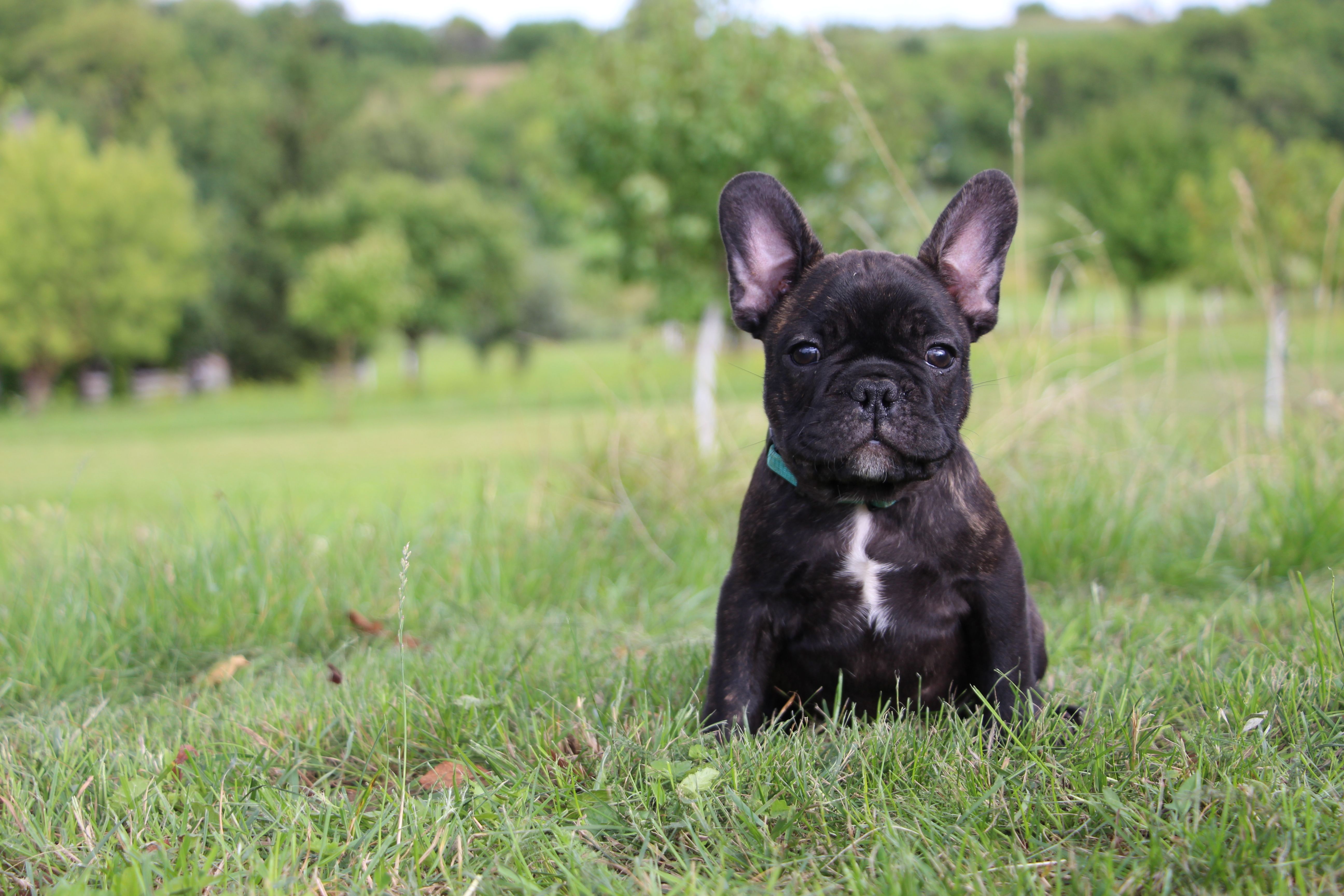 <svg class='blue'></svg> <b>Marrel</b> <svg class='blue'></svg>